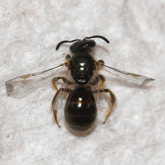 Lasioglossum illinoense