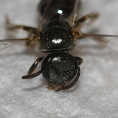 Lasioglossum illinoense