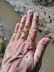 Eragrostis paniciformis