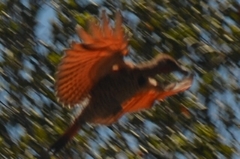 Colaptes auratus collaris