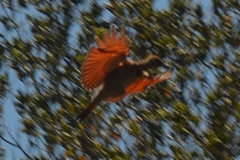 Colaptes auratus collaris