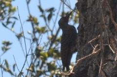 Colaptes auratus collaris