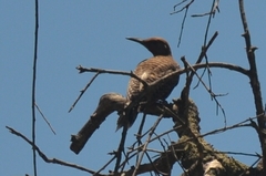 Colaptes auratus collaris