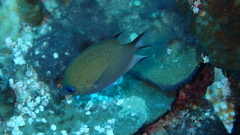 Pycnochromis amboinensis
