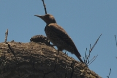 Colaptes auratus collaris