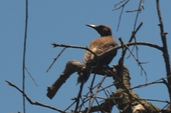 Colaptes auratus collaris
