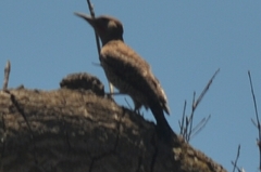 Colaptes auratus collaris
