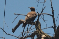 Colaptes auratus collaris