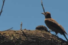 Colaptes auratus collaris