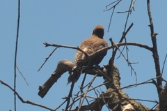 Colaptes auratus collaris