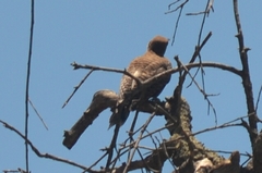 Colaptes auratus collaris