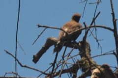 Colaptes auratus collaris