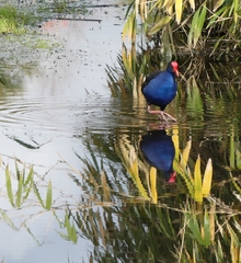 Porphyrio melanotus melanotus