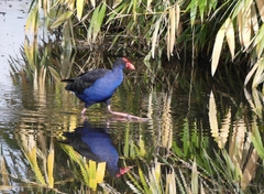 Porphyrio melanotus melanotus