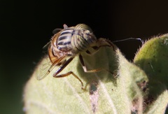 Eristalinus quinquelineatus