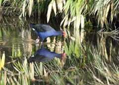 Porphyrio melanotus melanotus