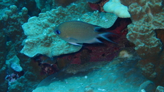 Pycnochromis amboinensis