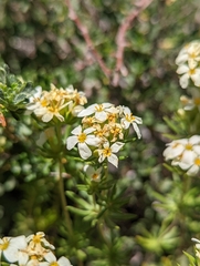 Leptosiphon pachyphyllus