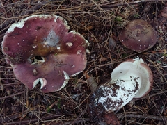 Russula hypofragilis