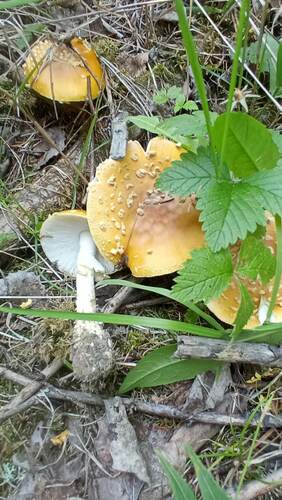 Royal fly agaric