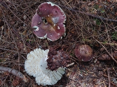 Russula hypofragilis