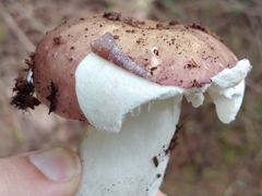 Russula hypofragilis