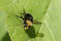 Bombus caliginosus
