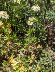 Leptosiphon pachyphyllus