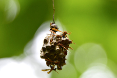 Mischocyttarus phthisicus