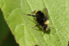 Bombus caliginosus