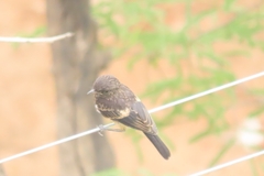 Saxicola caprata