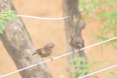 Saxicola caprata