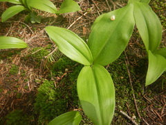 Clintonia uniflora