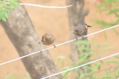 Saxicola caprata