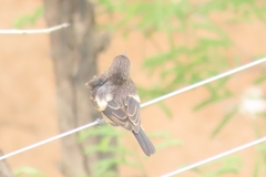 Saxicola caprata