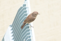 Saxicola caprata