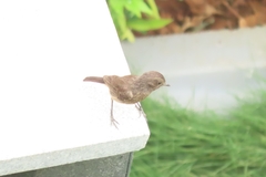 Saxicola caprata