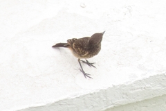 Saxicola caprata