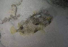 Chilomycterus antillarum