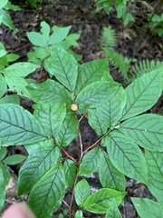 Vaccinium erythrocarpum