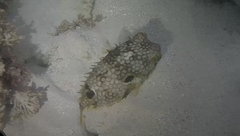 Chilomycterus antillarum