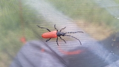 Desmocerus aureipennis