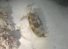 Chilomycterus antillarum