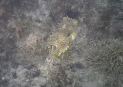 Chilomycterus antillarum