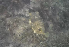 Chilomycterus antillarum