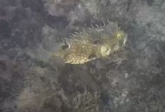 Chilomycterus antillarum