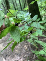 Vaccinium erythrocarpum