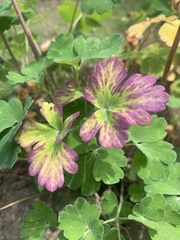 Aquilegia flabellata