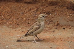 Passer domesticus