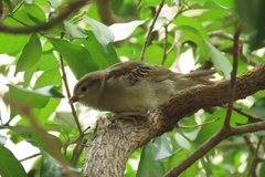 Passer domesticus